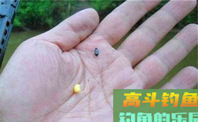 过了白露，鲫鱼应该这样钓
