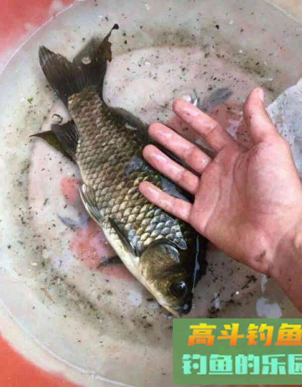 水深4-5米怎么才能钓上鲫鱼？我来教你