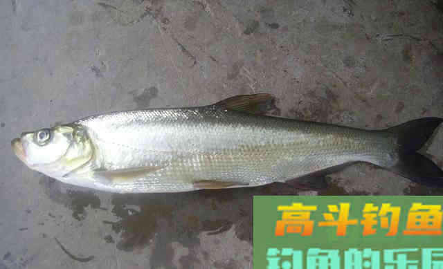 冬天钓翘嘴就用这种钓法 冬天钓翘嘴就用这种钓法