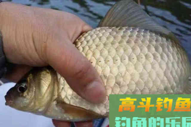 在寒冷的冬季,可供钓友参考或直接采用的一种鲫鱼钓法 在寒冷的冬季,可供钓友参考或直接采用的一种鲫鱼钓法