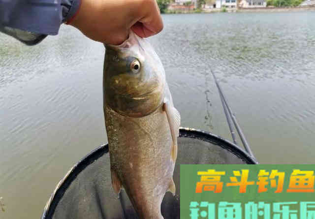 散炮钓鲢鳙实属浪费,就用这2种东西就好 散炮钓鲢鳙实属浪费,就用这2种东西就好