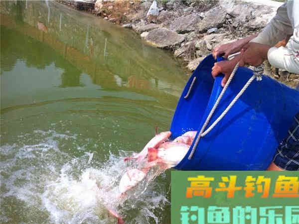设么是红罗非鱼？红罗非是变种要该如何钓