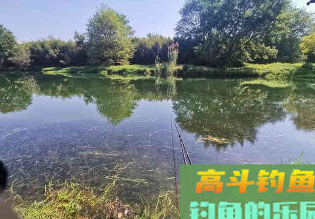 玉米钓不到鲤鱼,很有可能用法不对 玉米钓不到鲤鱼,很有可能用法不对