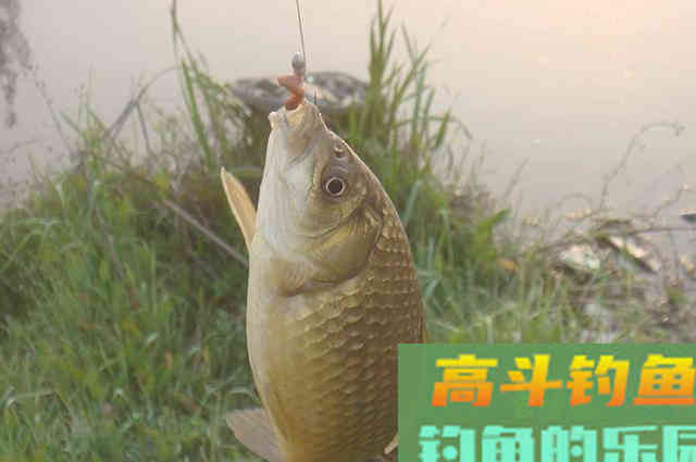 秋钓好鲫鱼不再难,学会这些神技即可 秋钓好鲫鱼不再难,学会这些神技即可