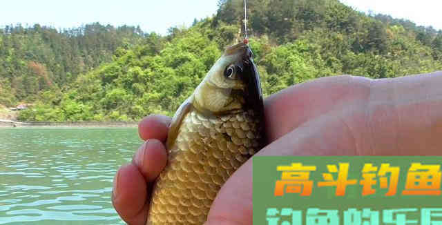 鲫鱼吃口太轻怎么钓？野钓客教你！