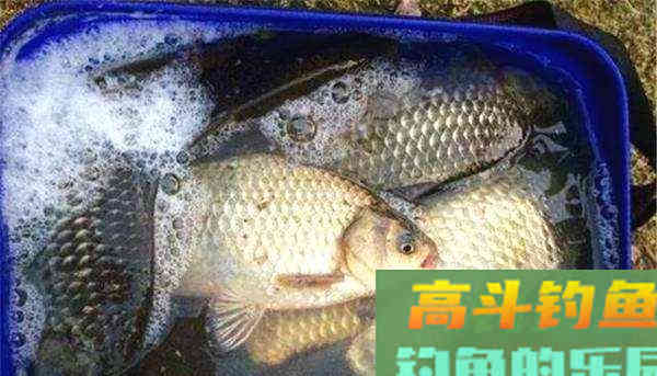 鲫鱼漂相形成的原因，以及提竿空竿的原因