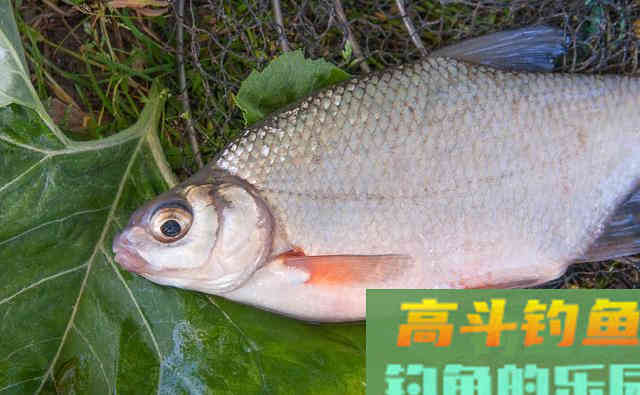 野钓鳊鱼时诱鱼方式,钓法选用,饵料搭配这三要素的作用 野钓鳊鱼时诱鱼方式,钓法选用,饵料搭配这三要素的作用
