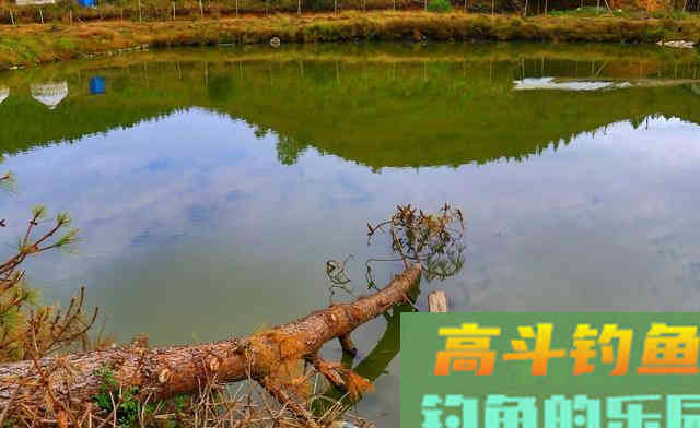 冬季如何钓起鲢鳙？低温钓鲢鳙的2大核心3个基础
