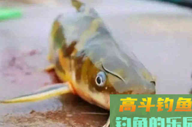 钓黄骨的新钓法,简单又高效,试过的人都说好 钓黄骨的新钓法,简单又高效,试过的人都说好