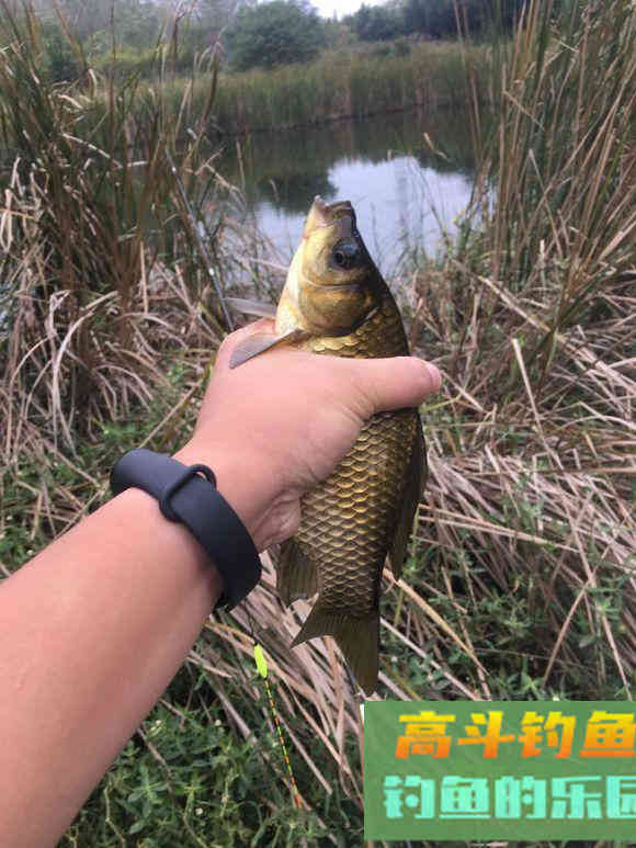 冬天钓大板鲫的三个要点 冬天钓大板鲫的三个要点