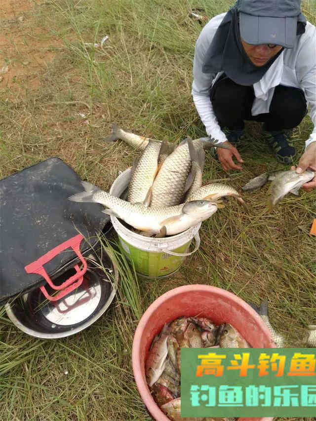 夏天野钓草鱼攻略:饵料、窝料、钓点选择,自制饵料 夏天野钓草鱼攻略:饵料、窝料、钓点选择,自制饵料