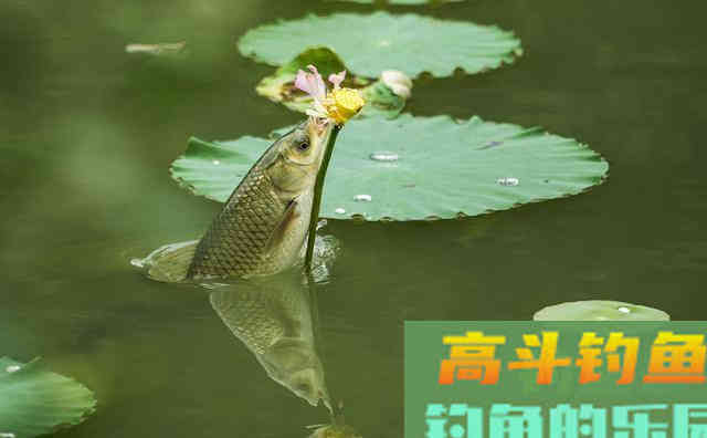 葡萄钓草鱼效果为什么这么好，因为这几点原因