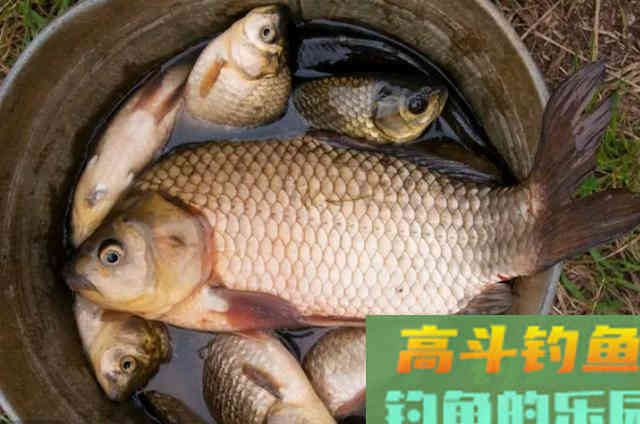 不是我吹,这两种鲫鱼新钓法,试过的人都不一般 不是我吹,这两种鲫鱼新钓法,试过的人都不一般