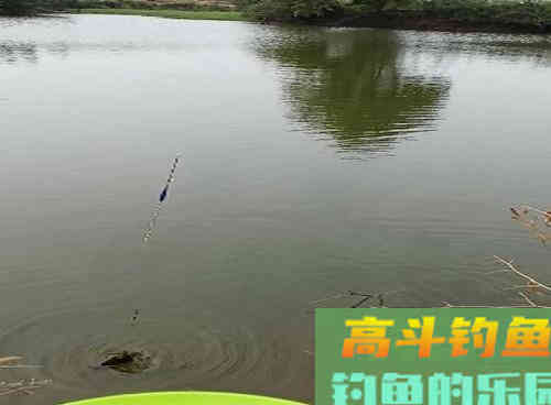 秋季野钓鲫鱼什么最重要？教你两招，野生鲫鱼钓获多
