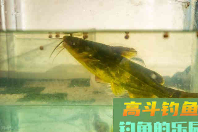 野钓黄辣丁的技巧，一般人我不告诉