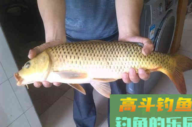 鲤鱼&ldquo;狡猾&rdquo;不好钓？试试我这么做