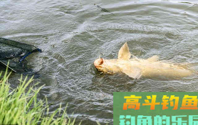 野钓鲤鱼，抓住它的这几个习性有口必中