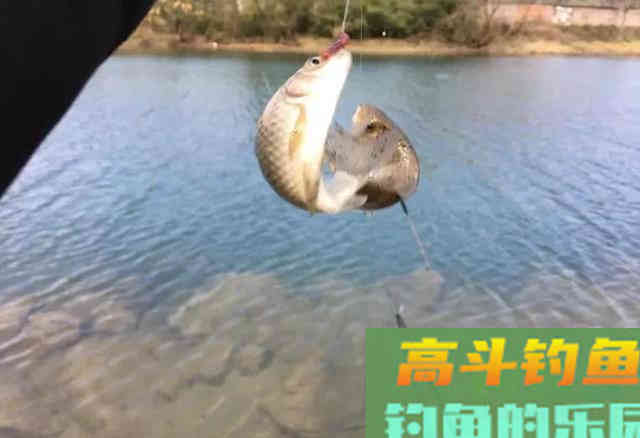 天冷钓鲫鱼,线组要用多细才有口 天冷钓鲫鱼,线组要用多细才有口