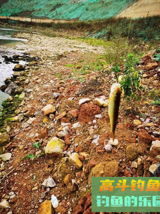 马口鱼怎么钓?比如蚂蟥钓法、苍蝇钓法、虾饵钓法等 马口鱼怎么钓?比如蚂蟥钓法、苍蝇钓法、虾饵钓法等