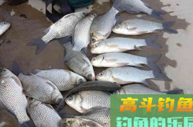 钓了二十年鲫鱼，至今才肯透露这钓法