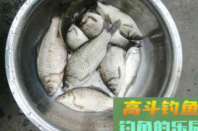 在冷天野钓鲫鱼时，泡沫饵的一些使用技巧以及加工方式