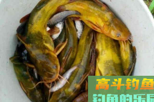 三伏天了，我就喜欢用这黄骨鱼钓法，用二十年没失效