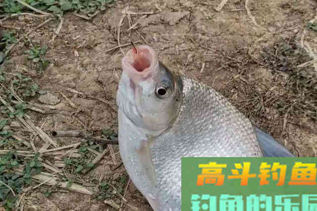 春钓鳊鱼想要竿竿有口,钓法套路少不了 春钓鳊鱼想要竿竿有口,钓法套路少不了