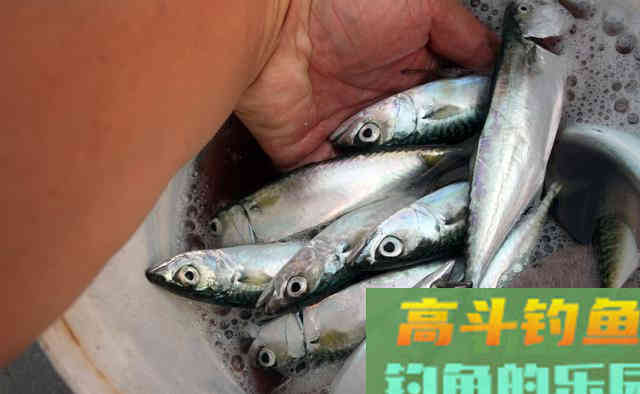 为什么冬季大板鲫很常见，夏季鲫鱼又少又小