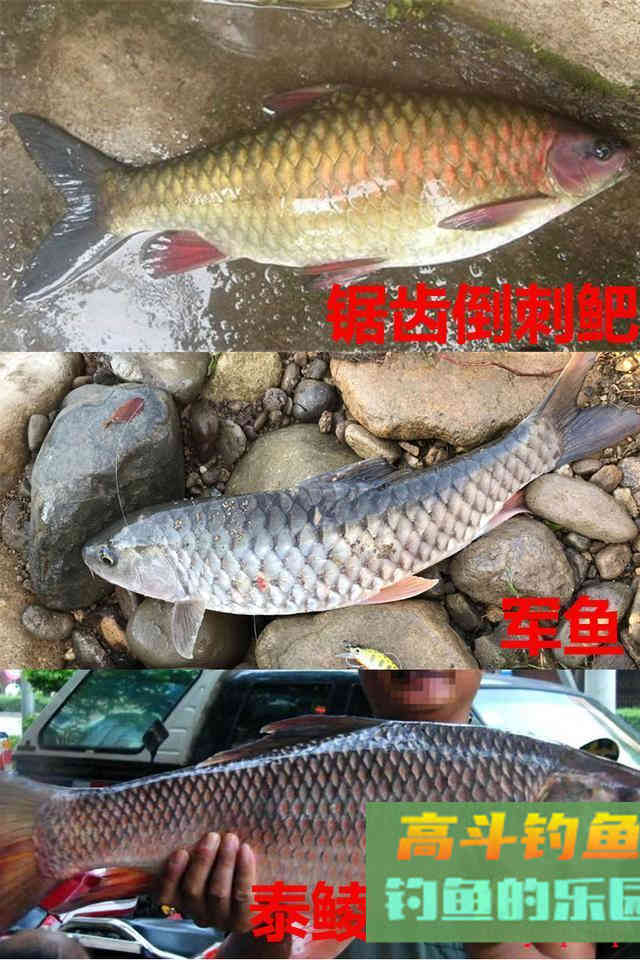 不要把这几种鱼弄错，和保护鱼种区别很小，避免惹麻烦