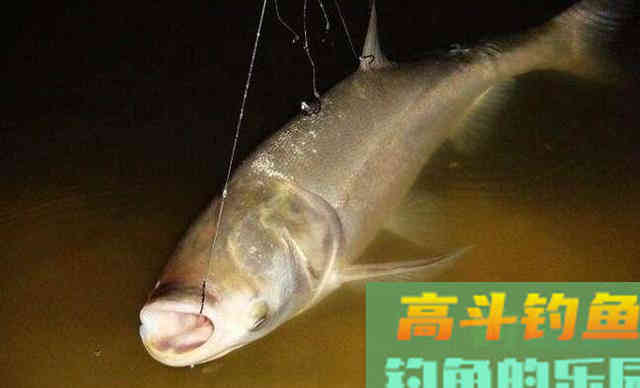 野钓鲢鳙进了窝，其他鱼还会进吗？