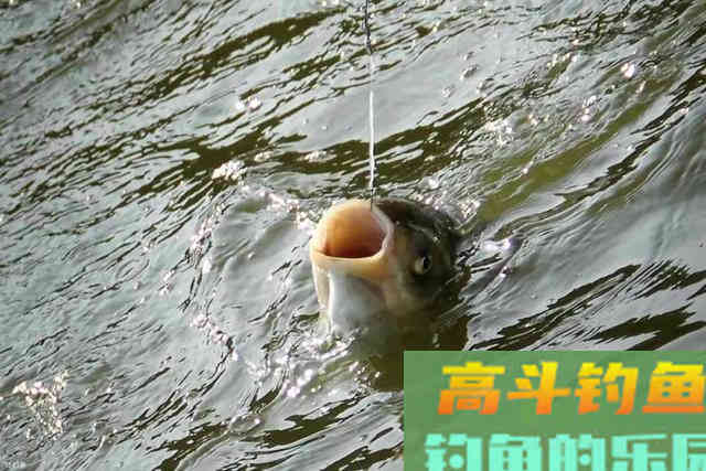 手竿钓鲢鳙：为何伊豆完胜伊势尼