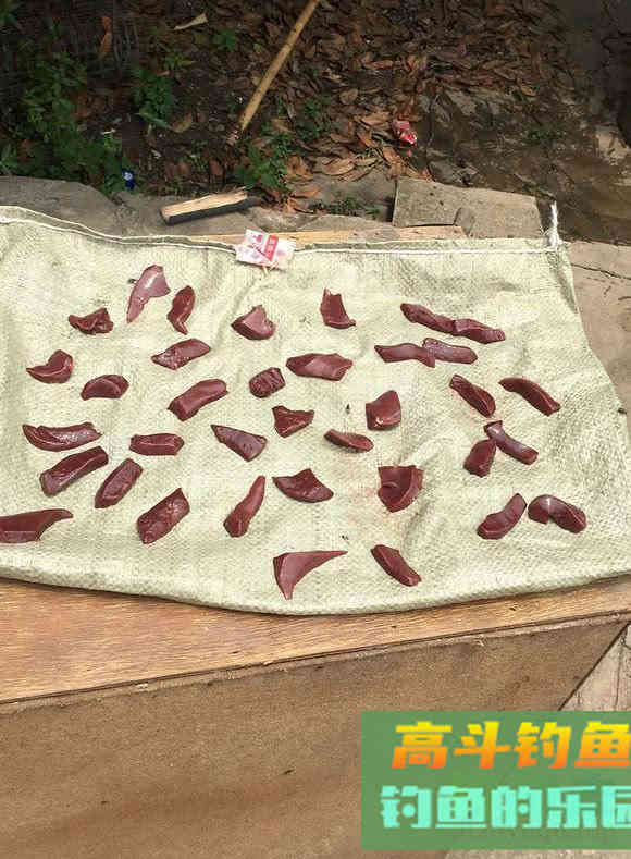 如何用猪肝钓甲鱼?运气好的时候一天能钓十几只 如何用猪肝钓甲鱼?运气好的时候一天能钓十几只