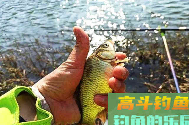 爱信不信!降温后,鲫鱼都藏在这5个地方 爱信不信!降温后,鲫鱼都藏在这5个地方