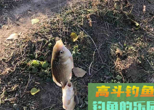 冬钓鲫鱼的偷懒玩法,筏竿配上串钩 冬钓鲫鱼的偷懒玩法,筏竿配上串钩