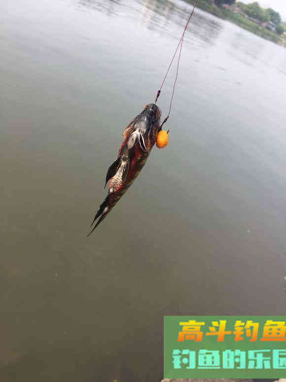 罗非鱼的习性解析，解析它爱谈恋爱的钓法
