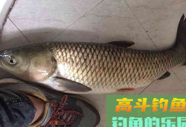温度越高鱼越难钓？夏季作钓不同于春季
