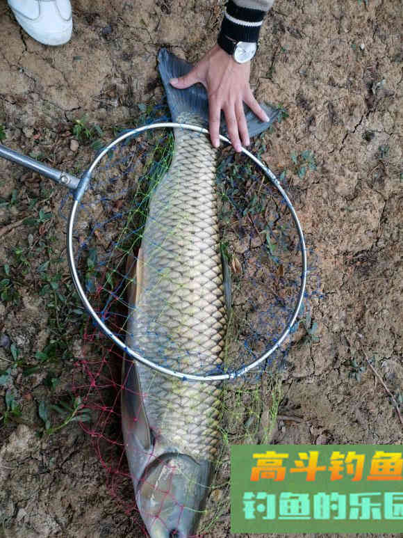 夏季钓鱼时段很重要，死守无意义