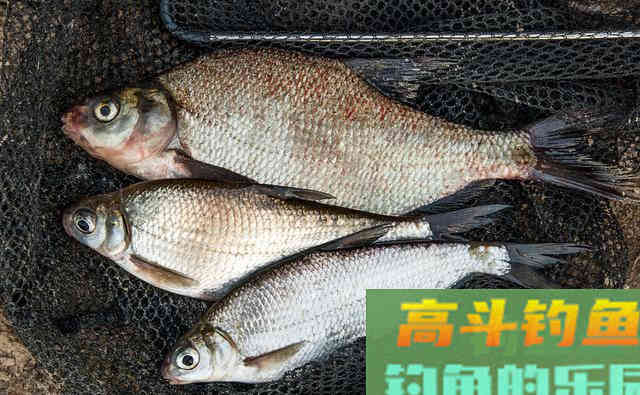 老钓友分享秋钓武昌鱼的三大技巧