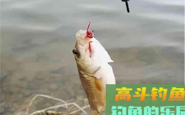 冬钓想要有鱼口，一动不如一静