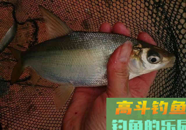 春季野湖游钓，野钓黄尾鱼和鲫鱼，80多条野生小杂鱼