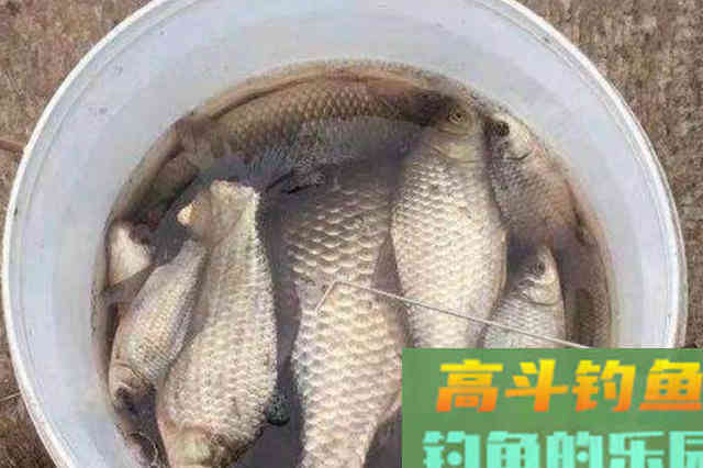 二十年老司机坦言：冬季钓鲫鱼的钓法