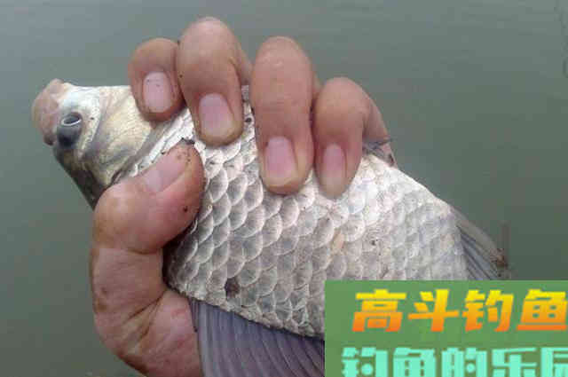 夏天热，我只想用这套一试就灵的钓法