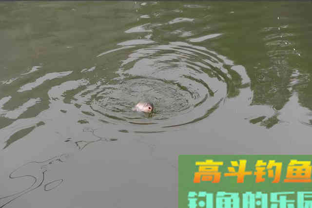 秋季野钓想要好渔获，这些变化就得了然于心