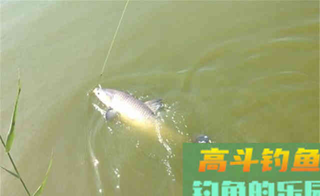 入秋后钓鱼，要去大水面钓大鱼，有5个基本规律
