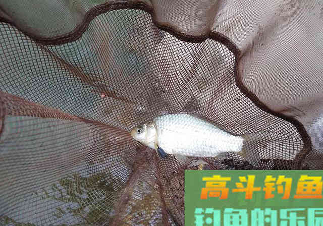春季垂钓何时钓深？何时钓浅？看完这篇文章你就懂了