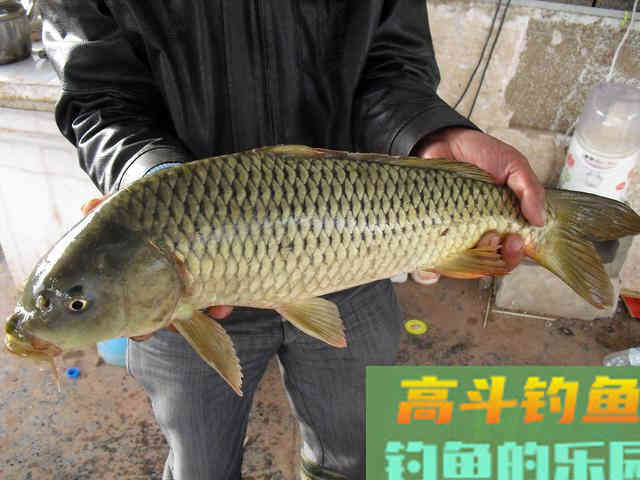 冬钓选钓位，就选这四个位置，天气越冷越聚鱼