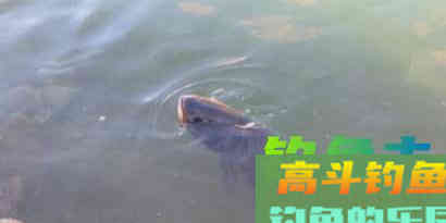 辟谣：夏季钓不到鱼不是技术差，而是这3点