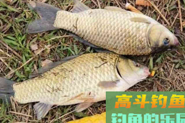 刚立春，我就换用这百试不爽的钓法