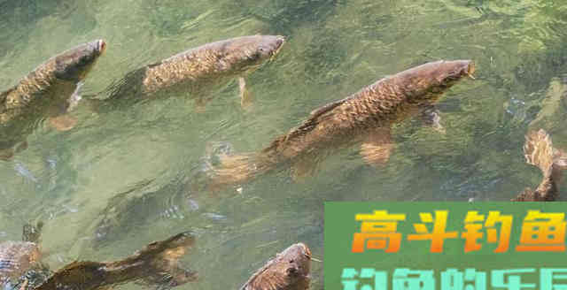 钓了这么多年鱼，才知春钓好天气竟在此时