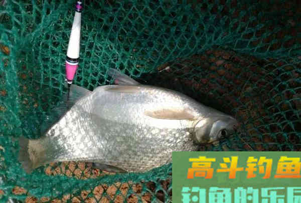 钓鱼人的春天，小钩细线享清欢。